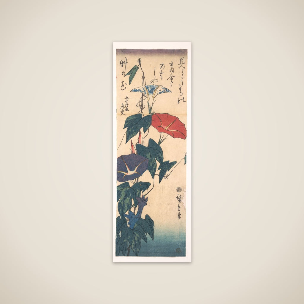 Morning Glories unframed print