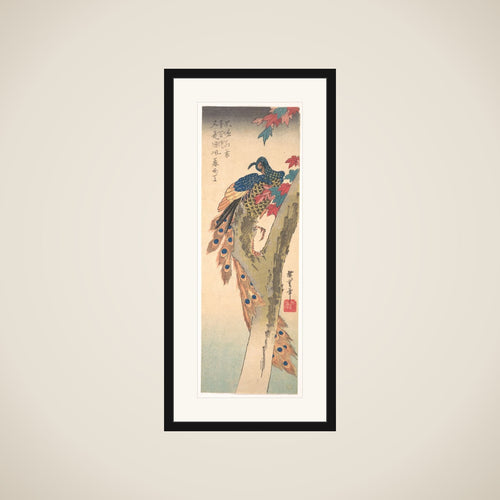 A Peacock Perched on a Maple Tree framed