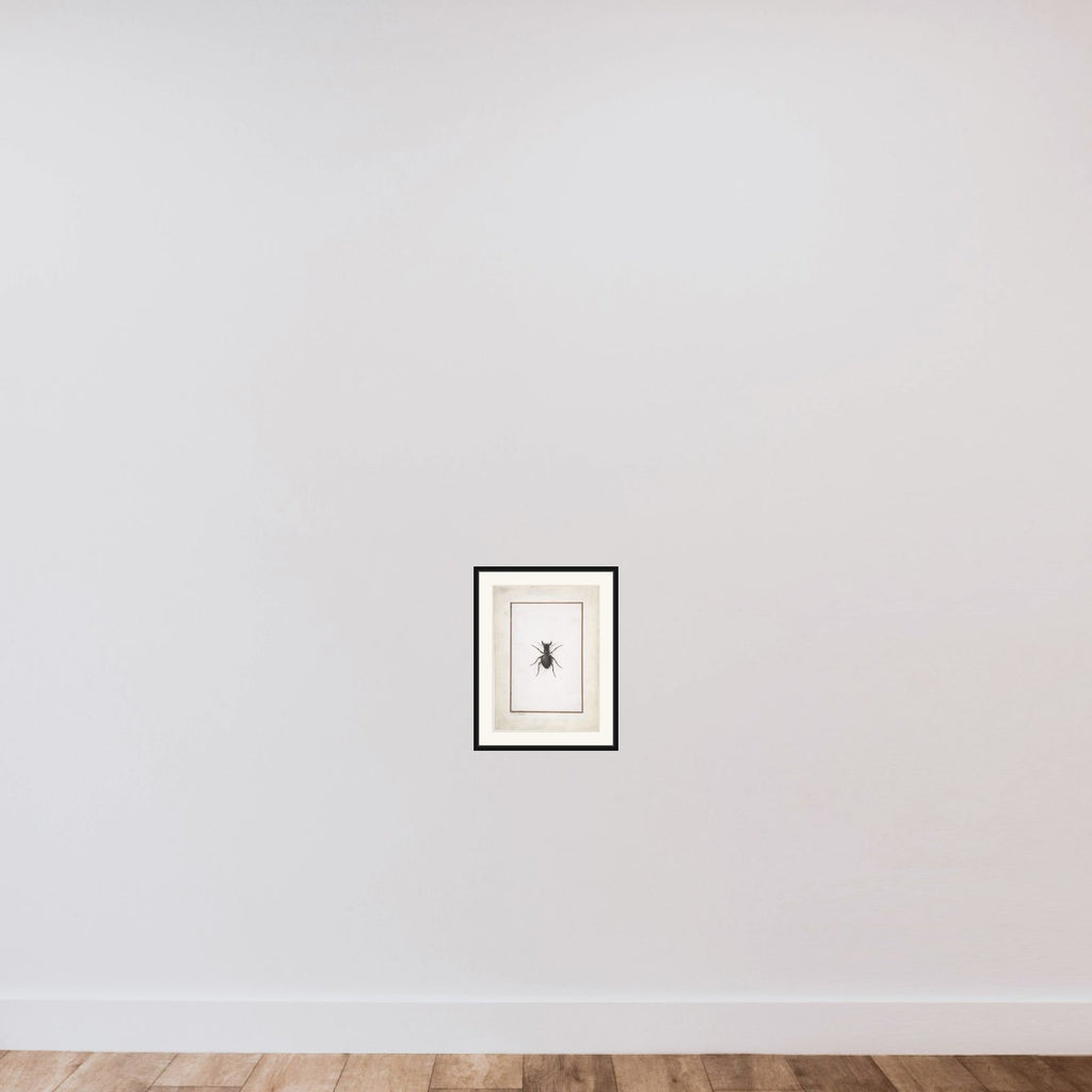 A Stag Beetle framed — shown to scale
