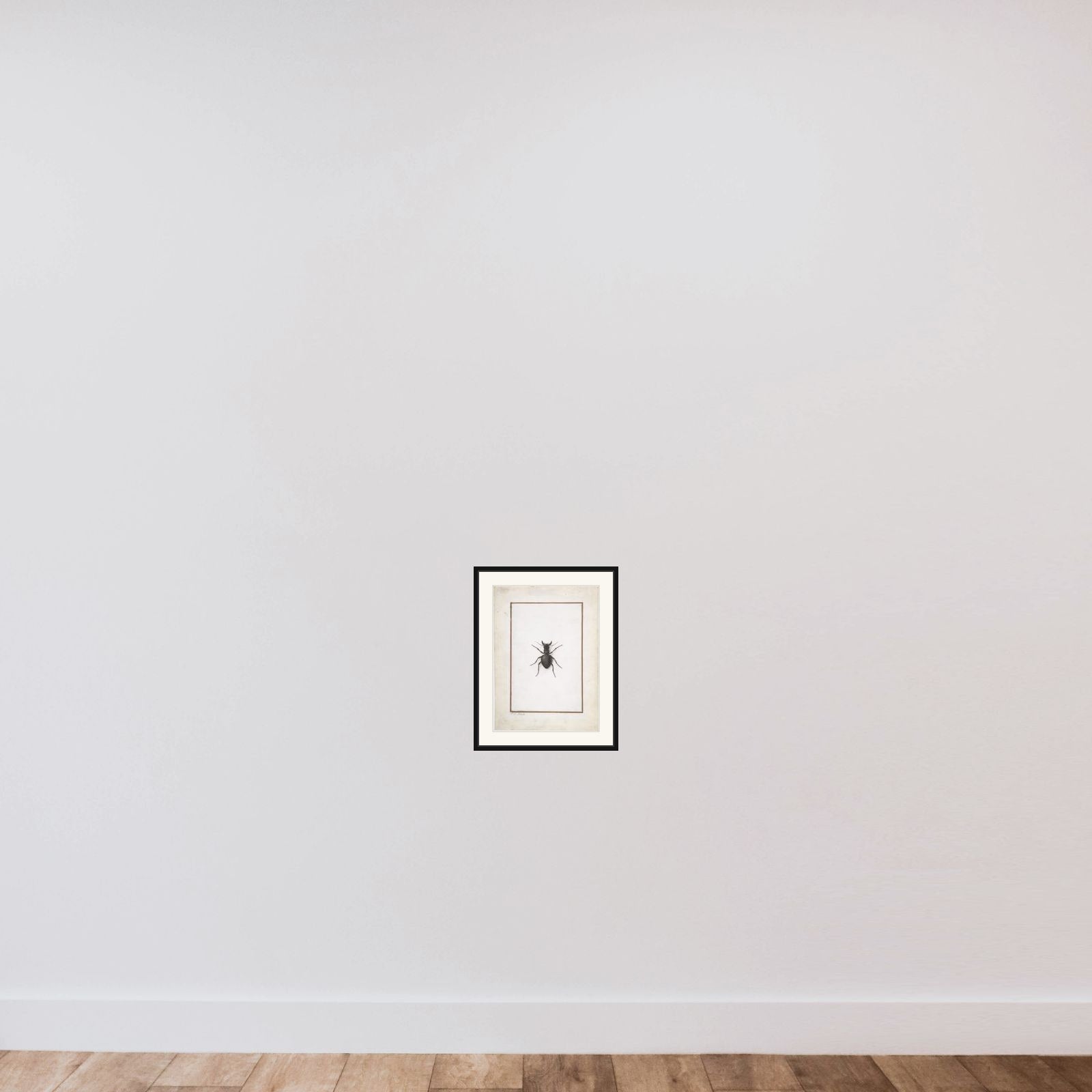 A Stag Beetle framed — shown to scale
