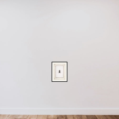 A Stag Beetle framed — shown to scale
