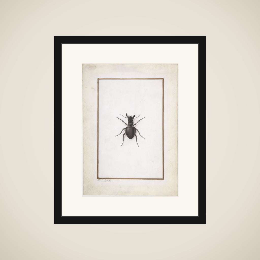 A Stag Beetle framed