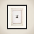 A Stag Beetle framed