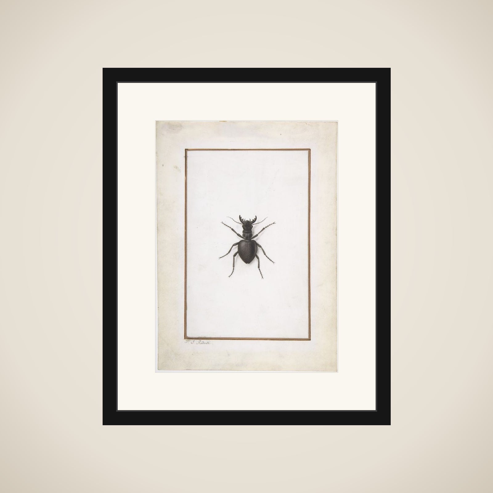 A Stag Beetle framed