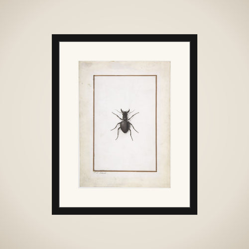 A Stag Beetle framed