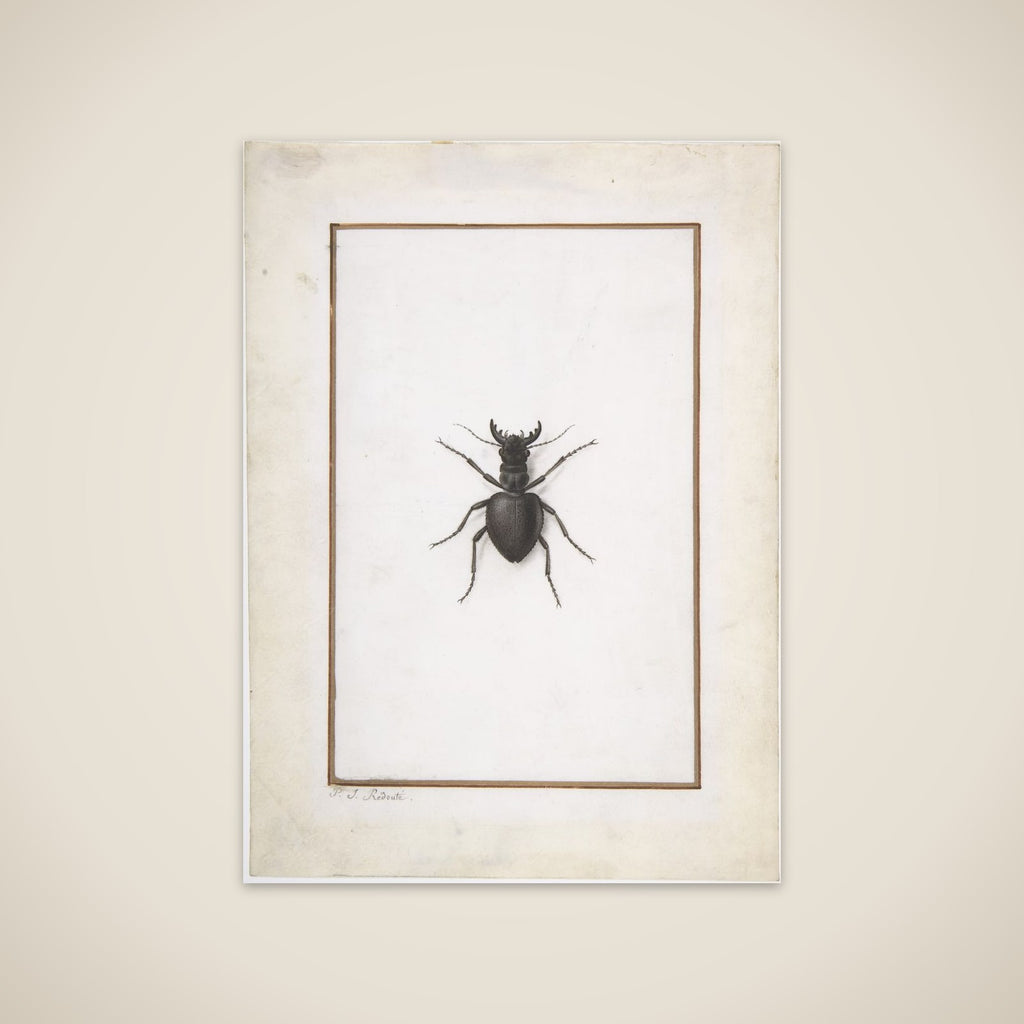 A Stag Beetle unframed print