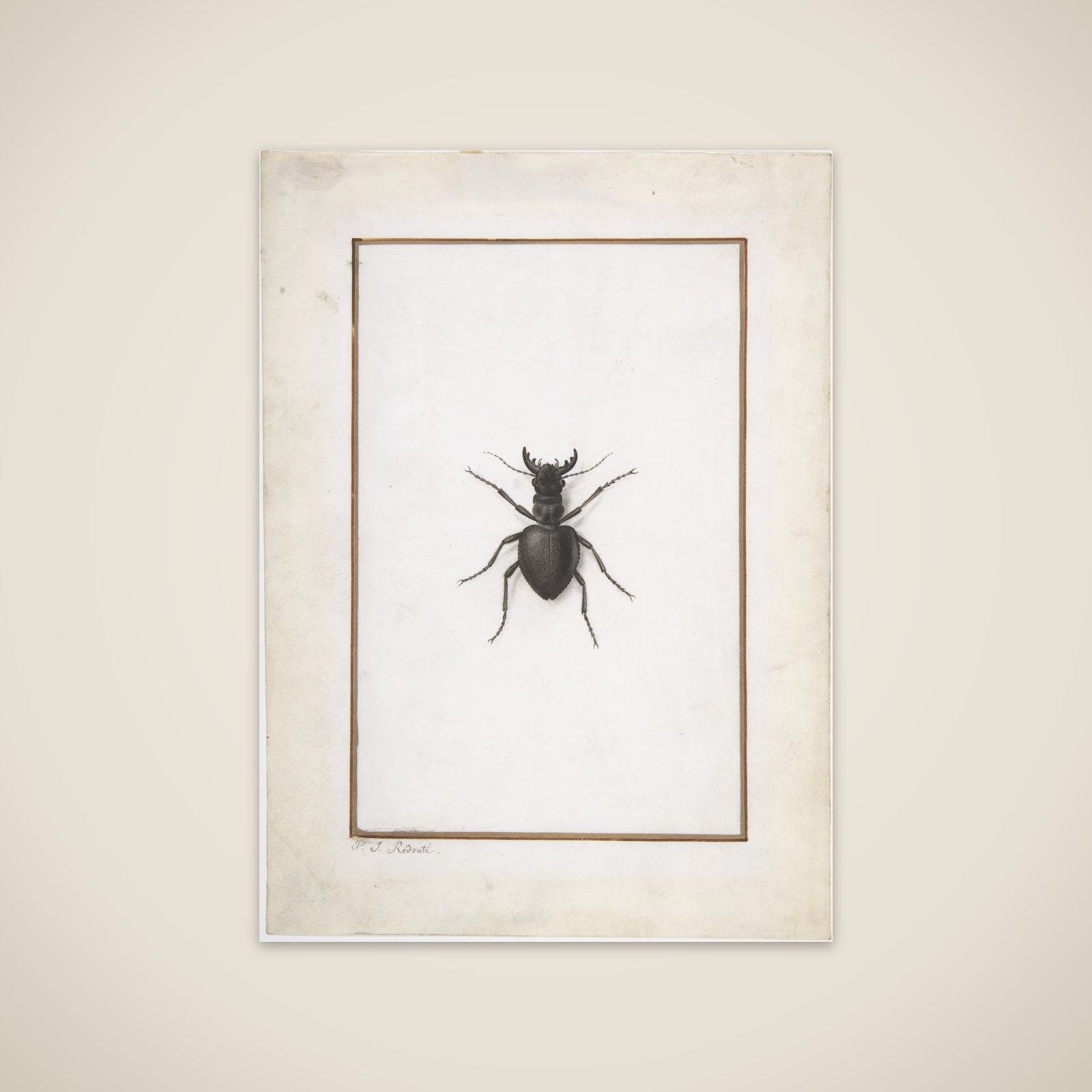 A Stag Beetle unframed print