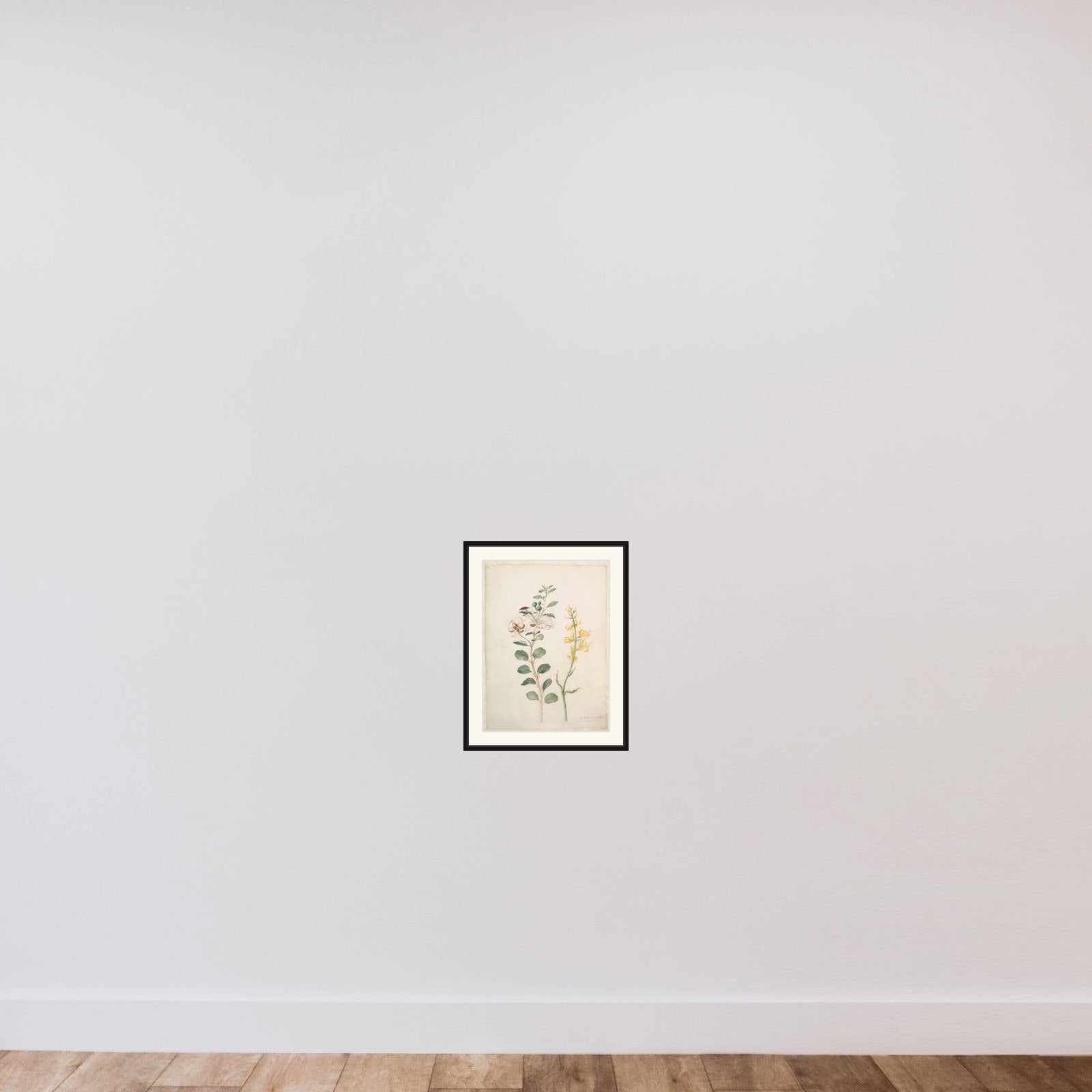 Study of Capers, Gorse, and a Beetle framed — shown to scale