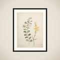 Study of Capers, Gorse, and a Beetle framed