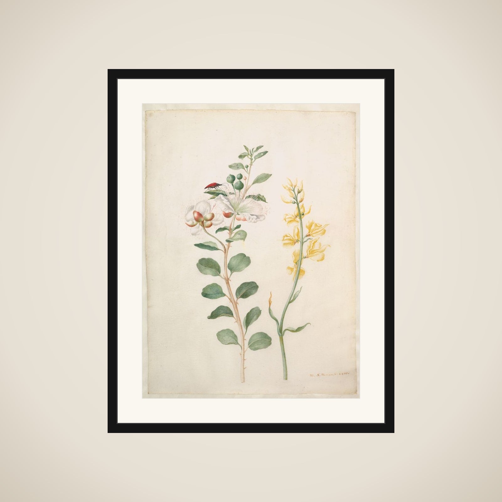 Study of Capers, Gorse, and a Beetle framed