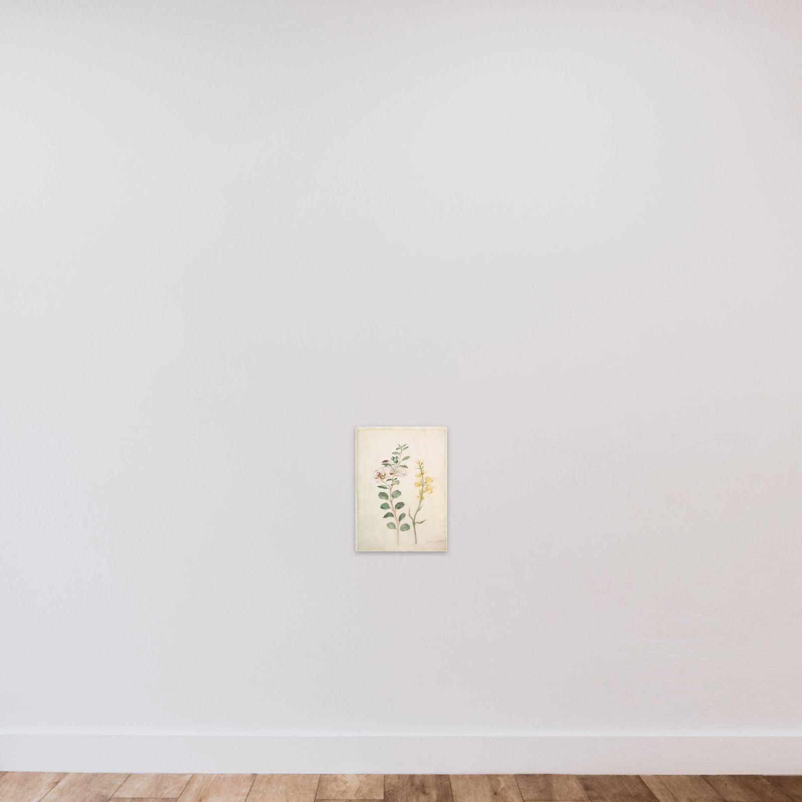 Study of Capers, Gorse, and a Beetle unframed — shown to scale