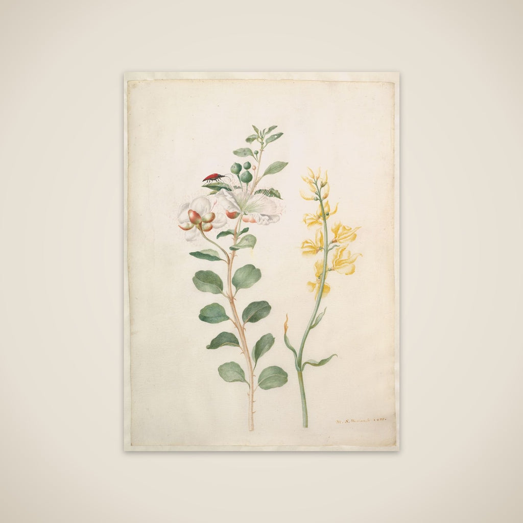 Study of Capers, Gorse, and a Beetle unframed print