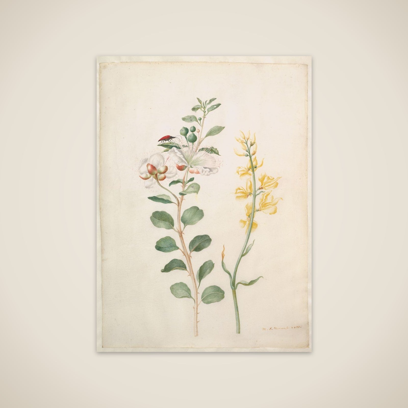 Study of Capers, Gorse, and a Beetle unframed print