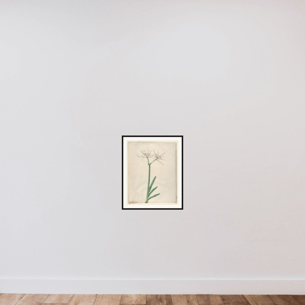 Pancratium (American narcissus) framed — shown to scale