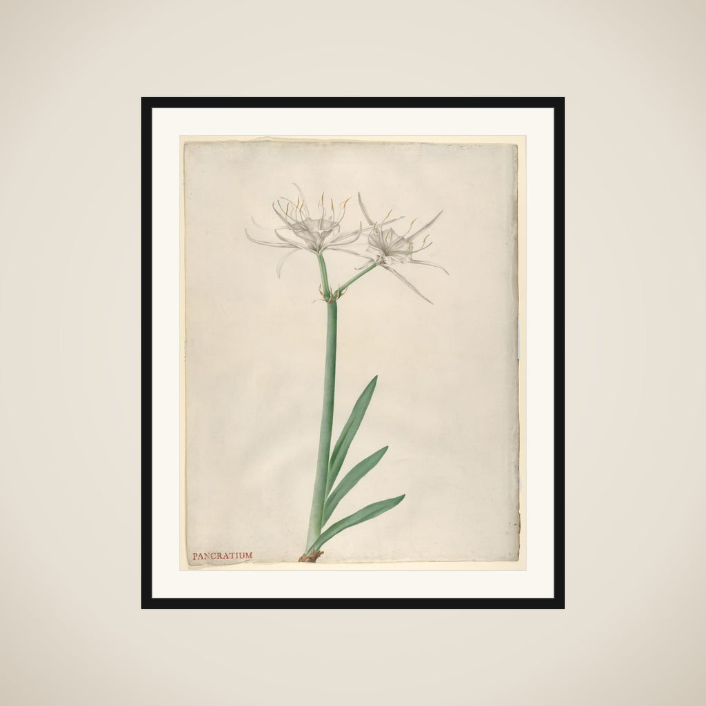 Pancratium (American narcissus) framed
