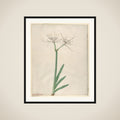 Pancratium (American narcissus) framed