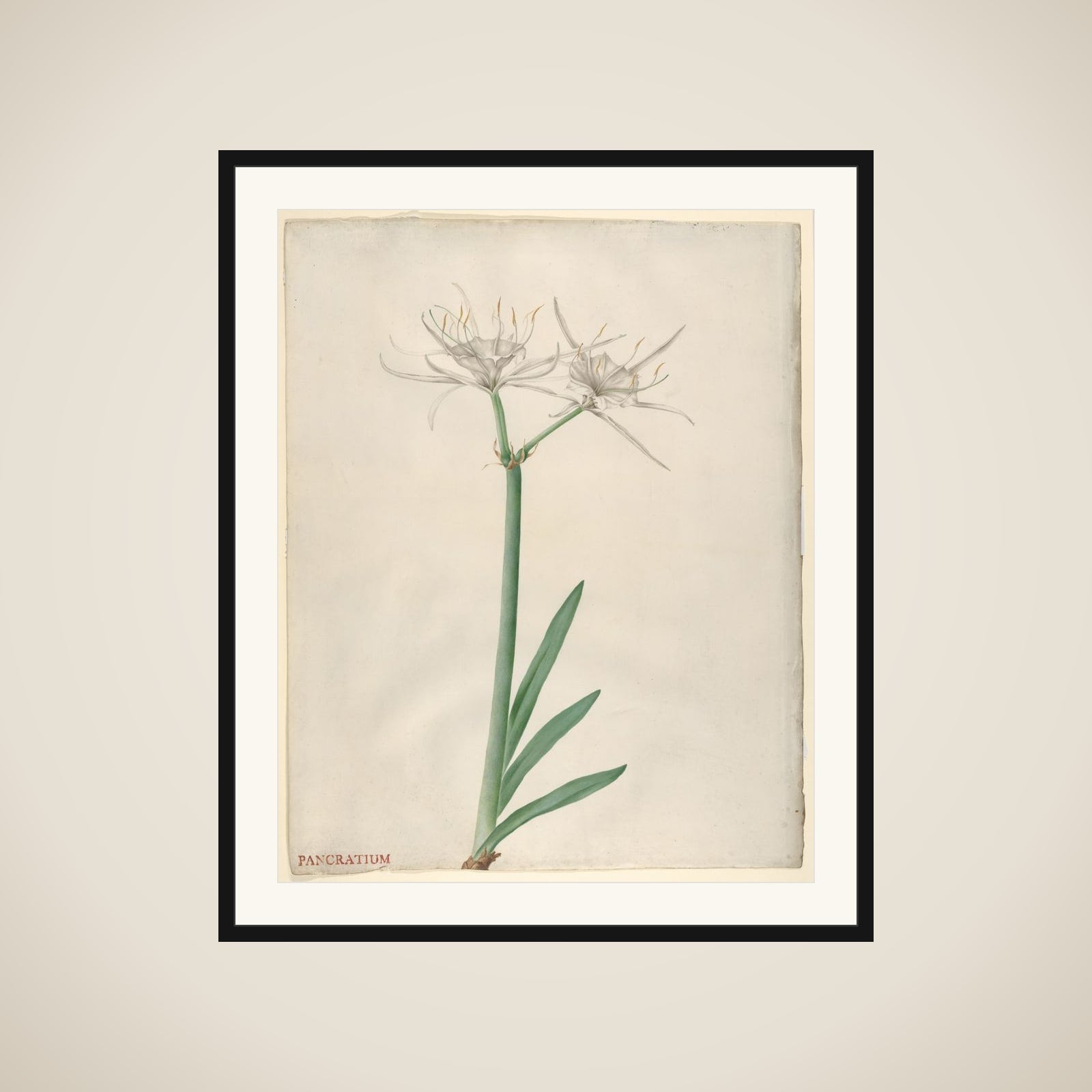 Pancratium (American narcissus) framed