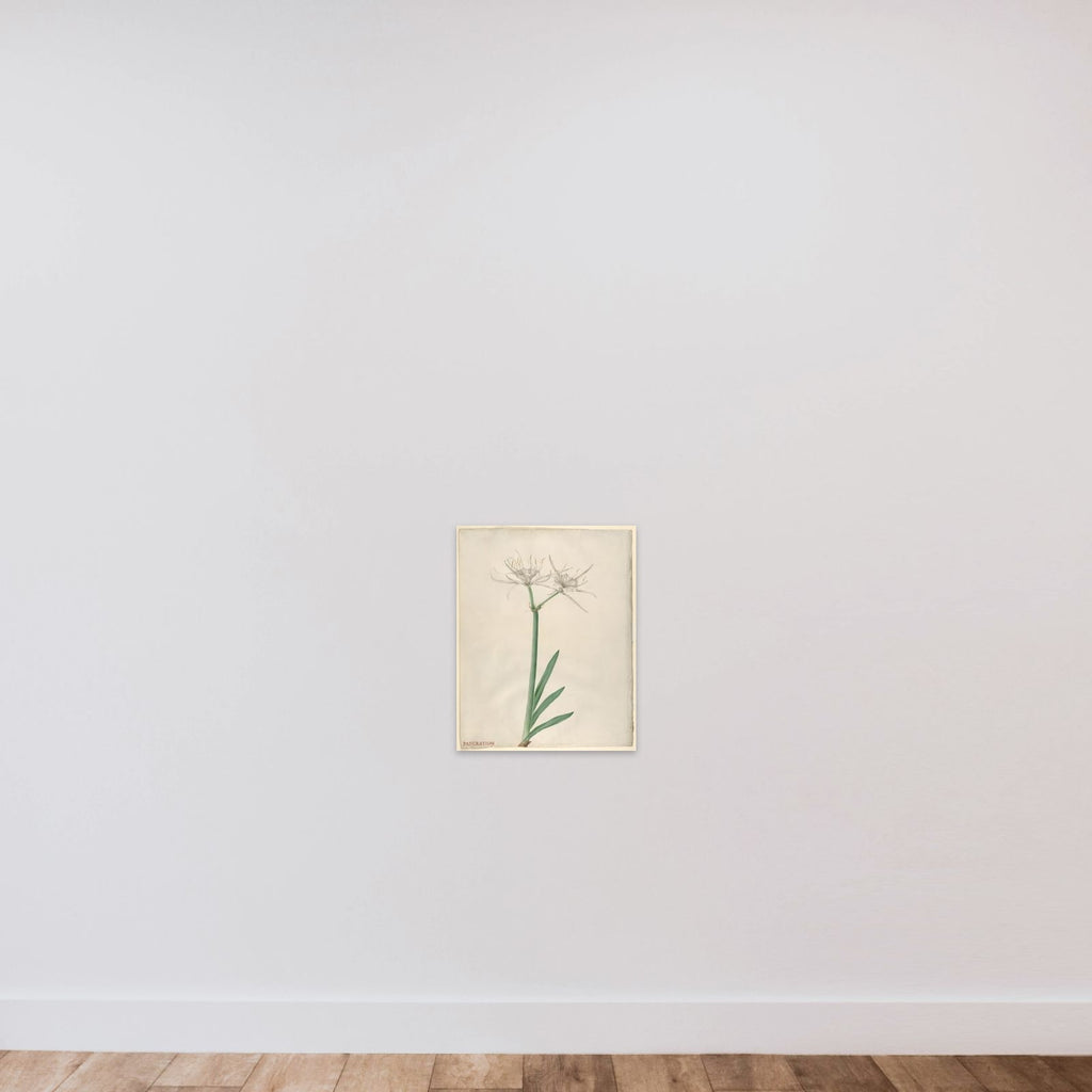 Pancratium (American narcissus) unframed — shown to scale
