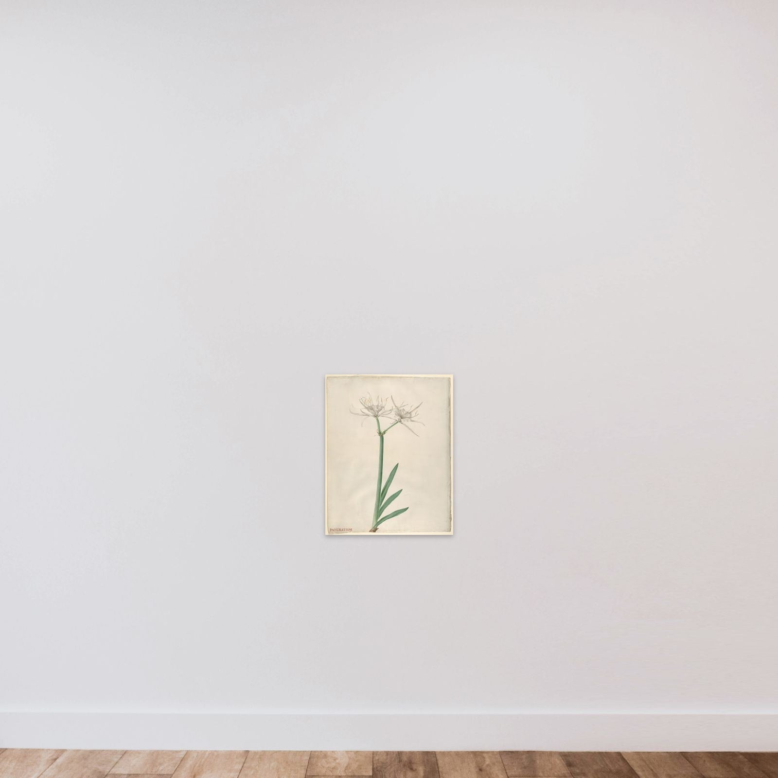 Pancratium (American narcissus) unframed — shown to scale