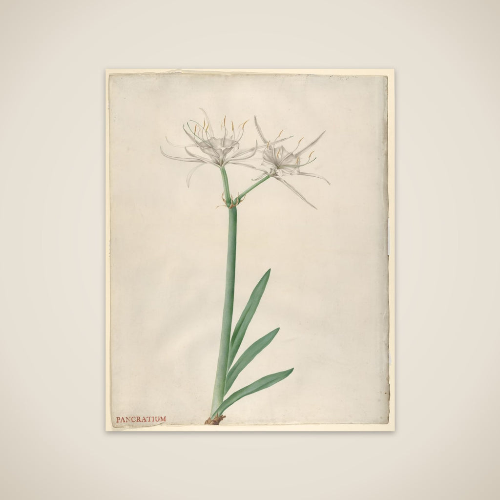 Pancratium (American narcissus) unframed print