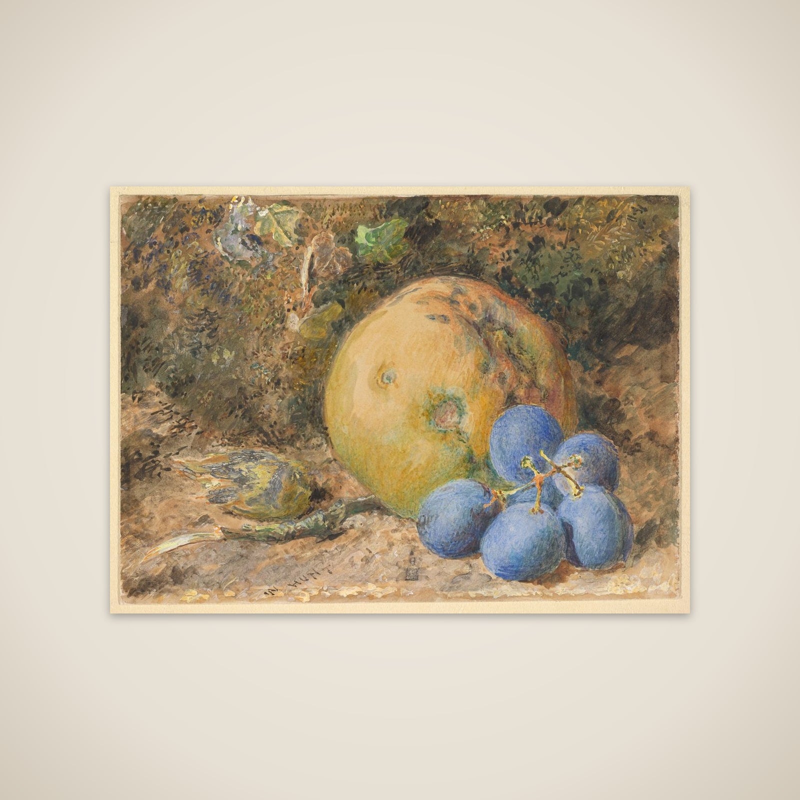 An apple, grapes and a hazelnut on a mossy bank unframed print