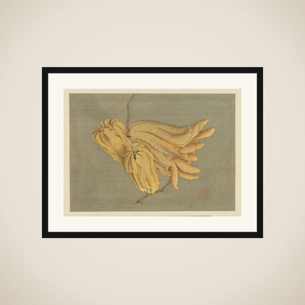 Buddha’s Hand Citron (Busshukan) framed