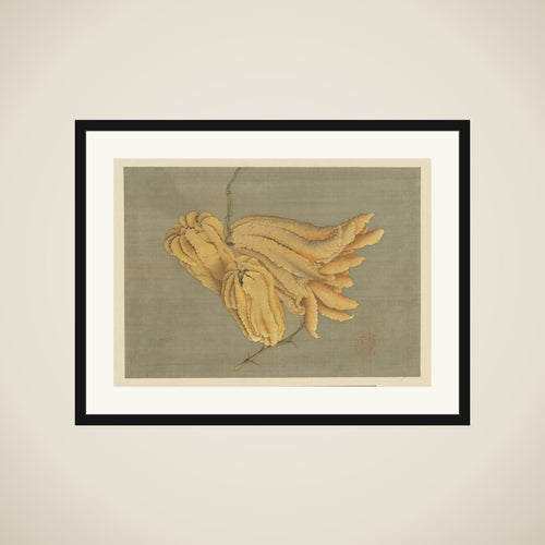 Buddha’s Hand Citron (Busshukan) framed