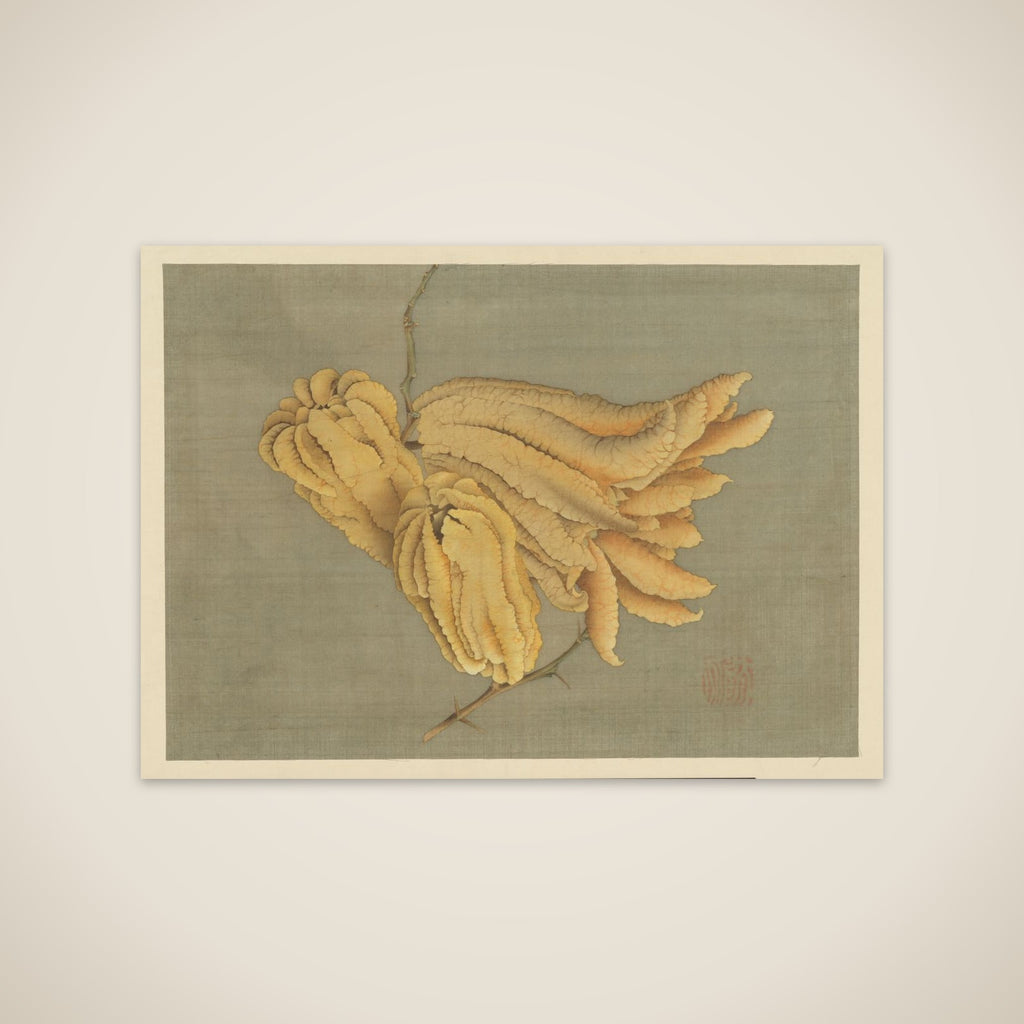 Buddha’s Hand Citron (Busshukan) unframed print