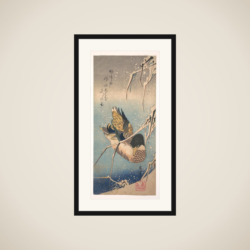 A Wild Duck near a Snow-laden Shore framed