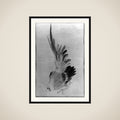 Cock framed