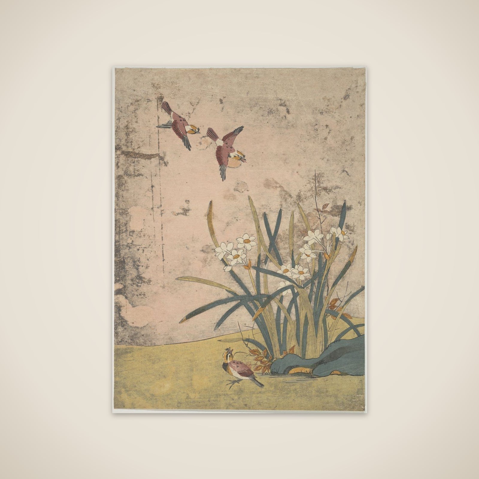 Birds and Narcissus unframed print