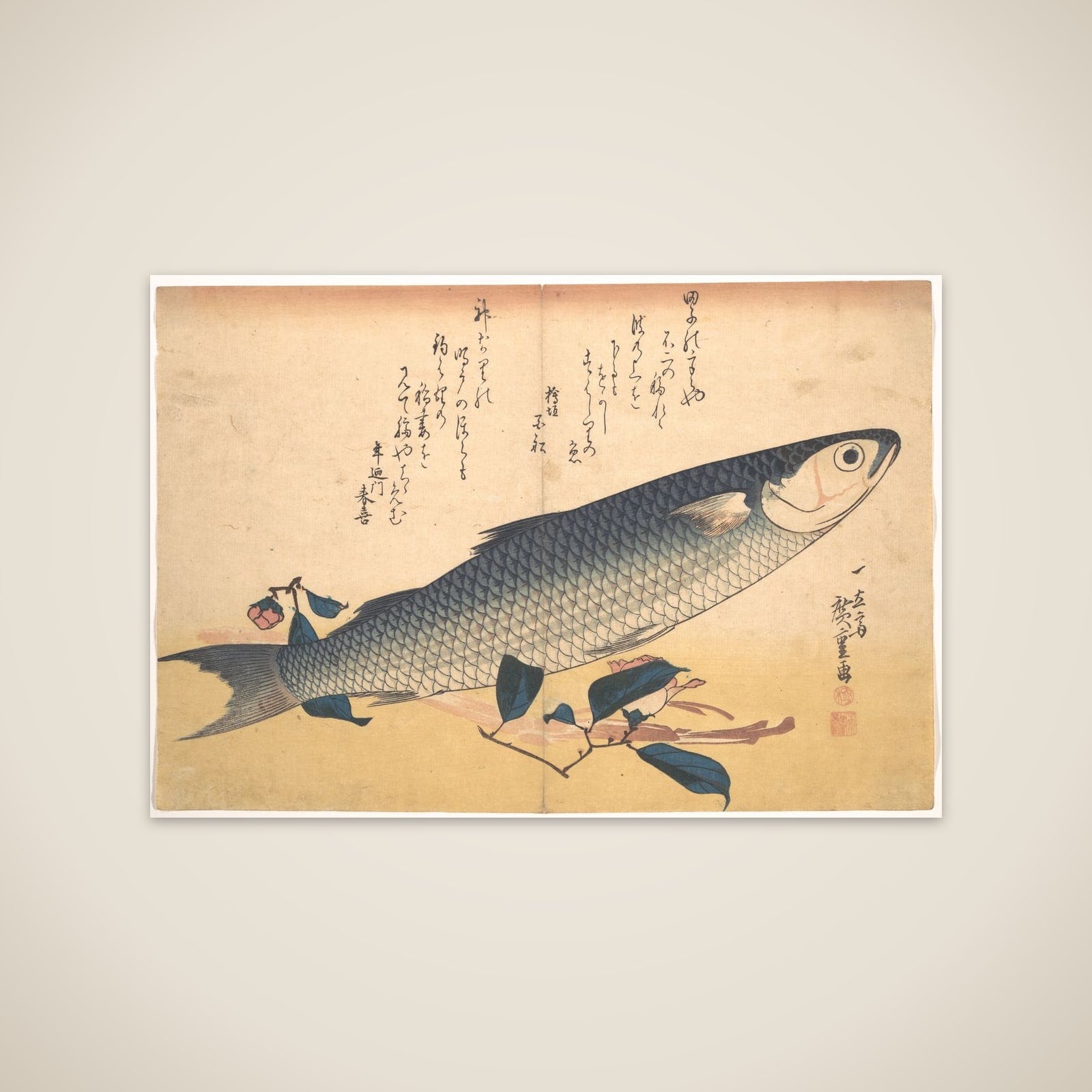 Bora Fish with Camellia, from the series Uozukushi (Every Variety of Fish) unframed print