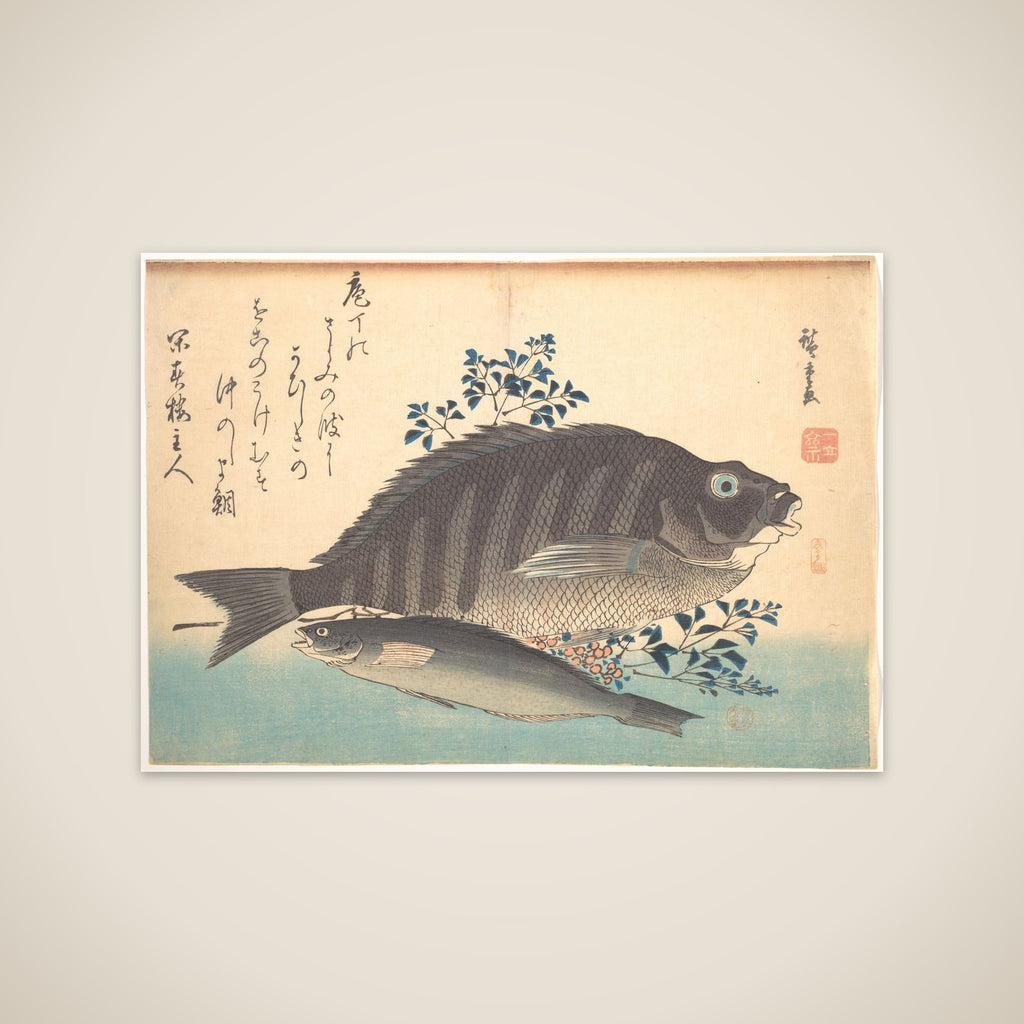 Shimadai and Ainame Fish, from the series Uozukushi (Every Variety of Fish) unframed print