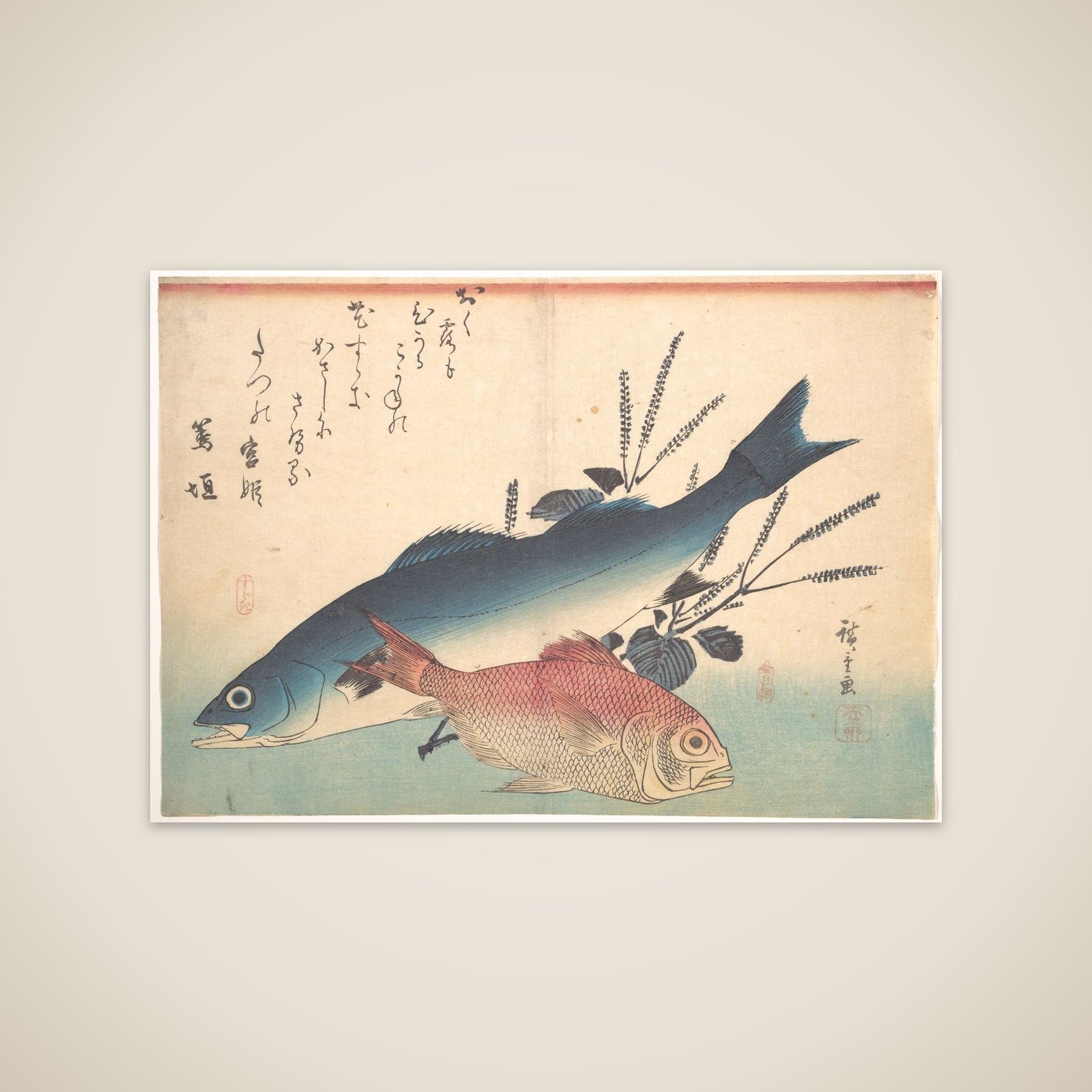 Suzuki and Kinmedai Fish from the series Uozukushi (Every Variety of Fish) unframed print