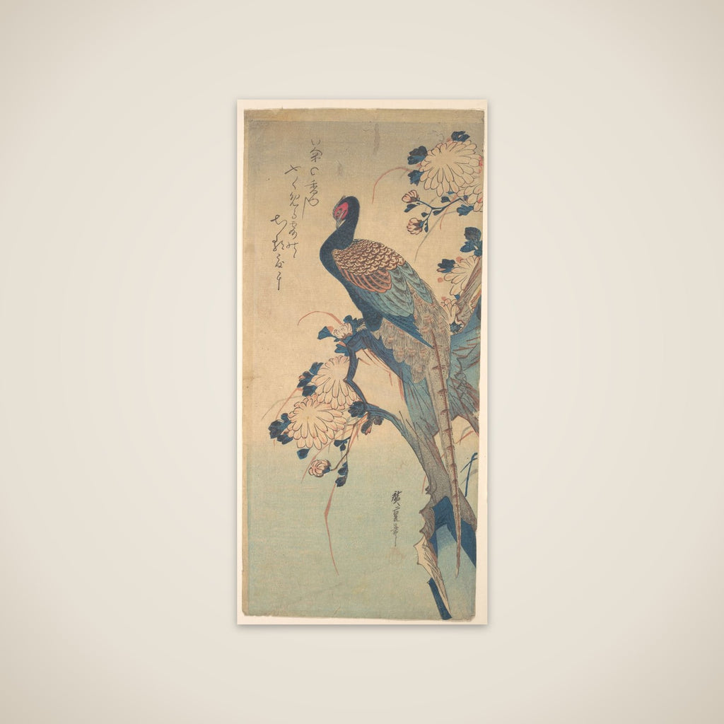 Pheasant with Chrysanthemums unframed print