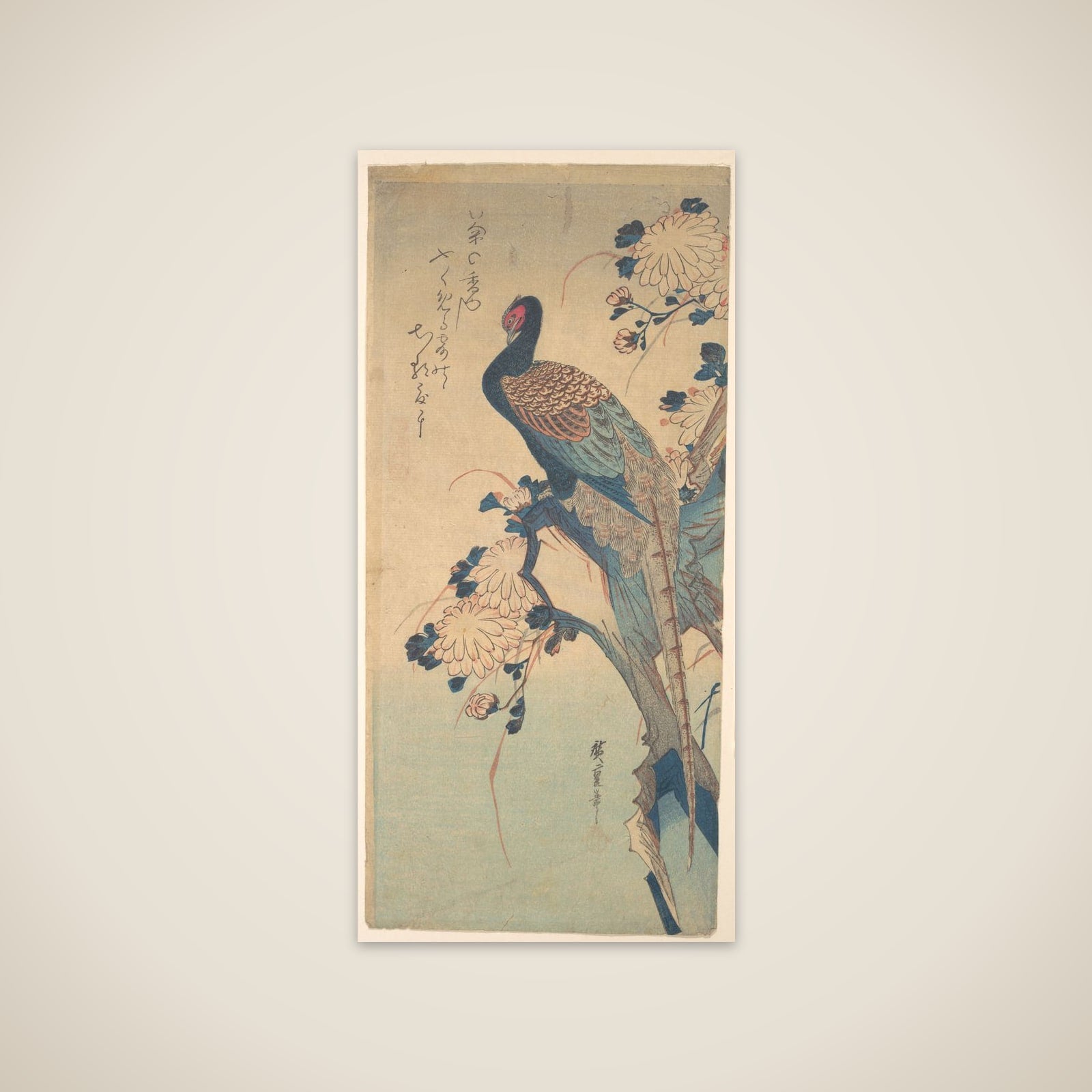 Pheasant with Chrysanthemums unframed print