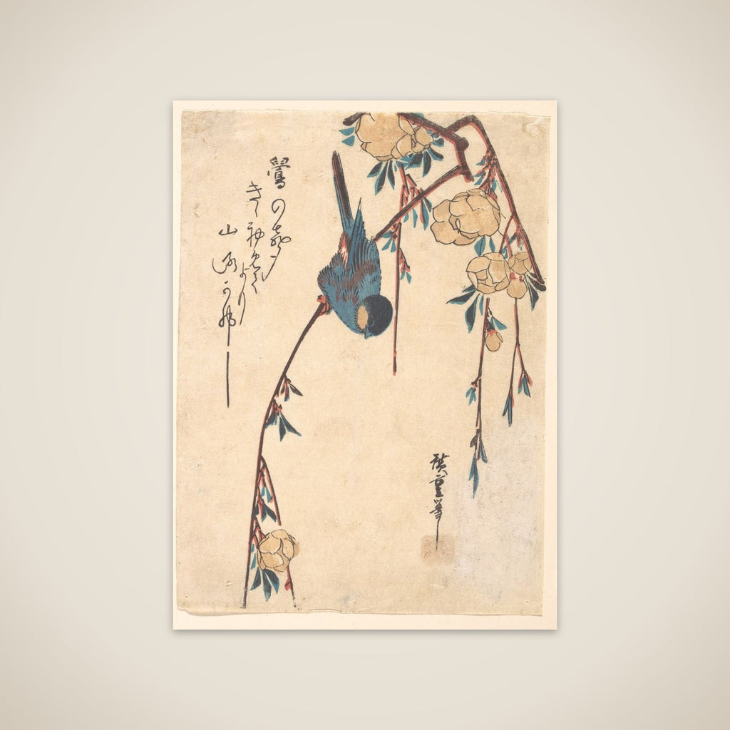Weeping Cherry unframed print