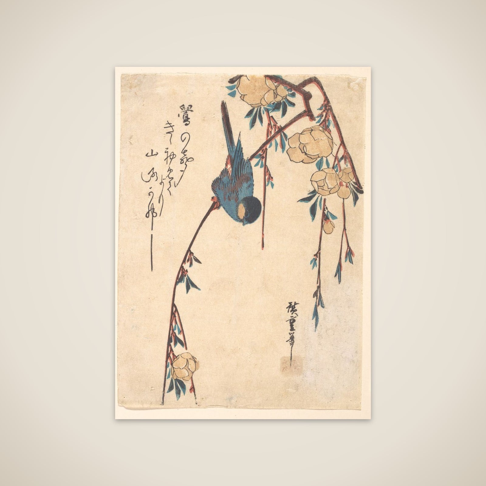 Weeping Cherry unframed print
