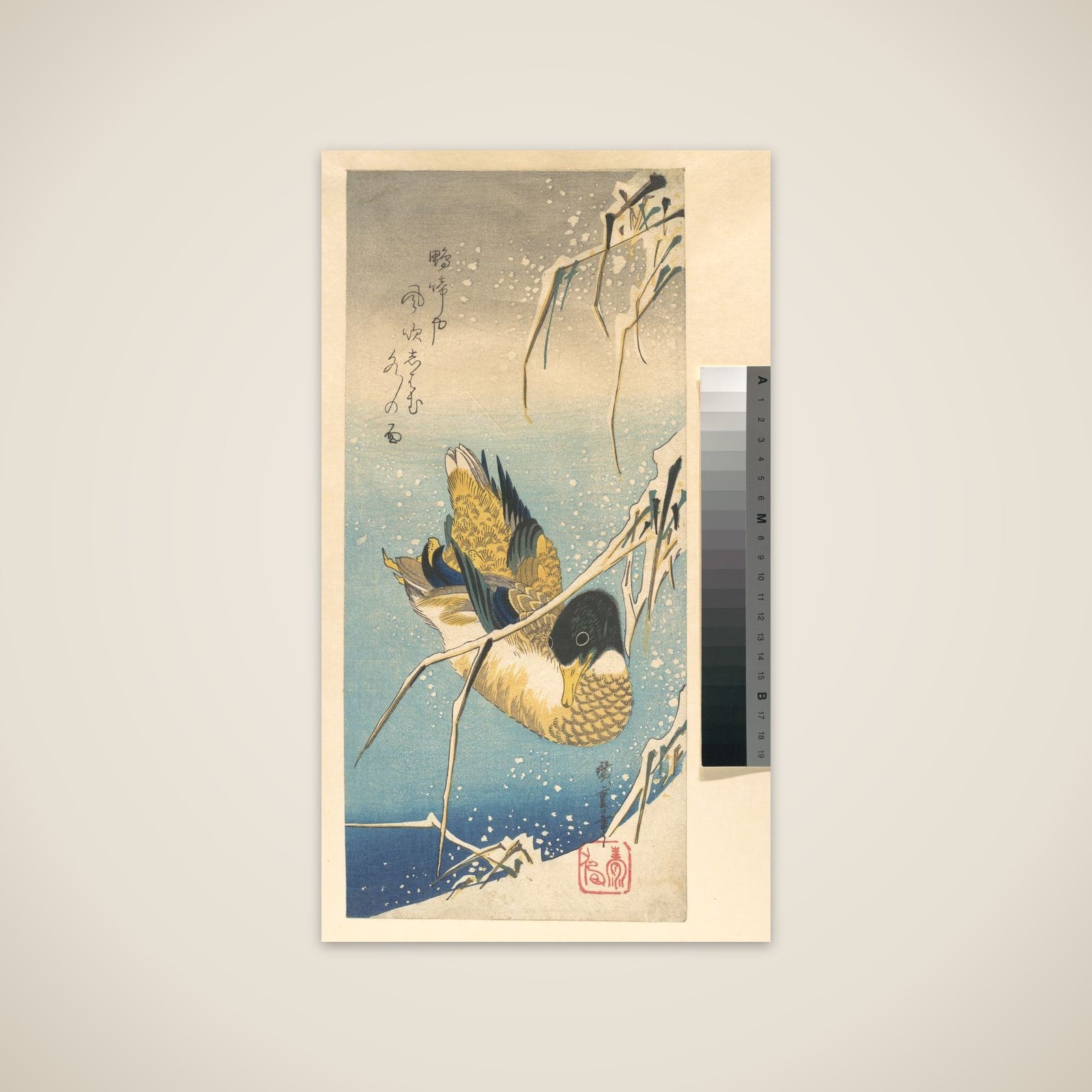 Mallard Duck and Snow-covered Reeds unframed print