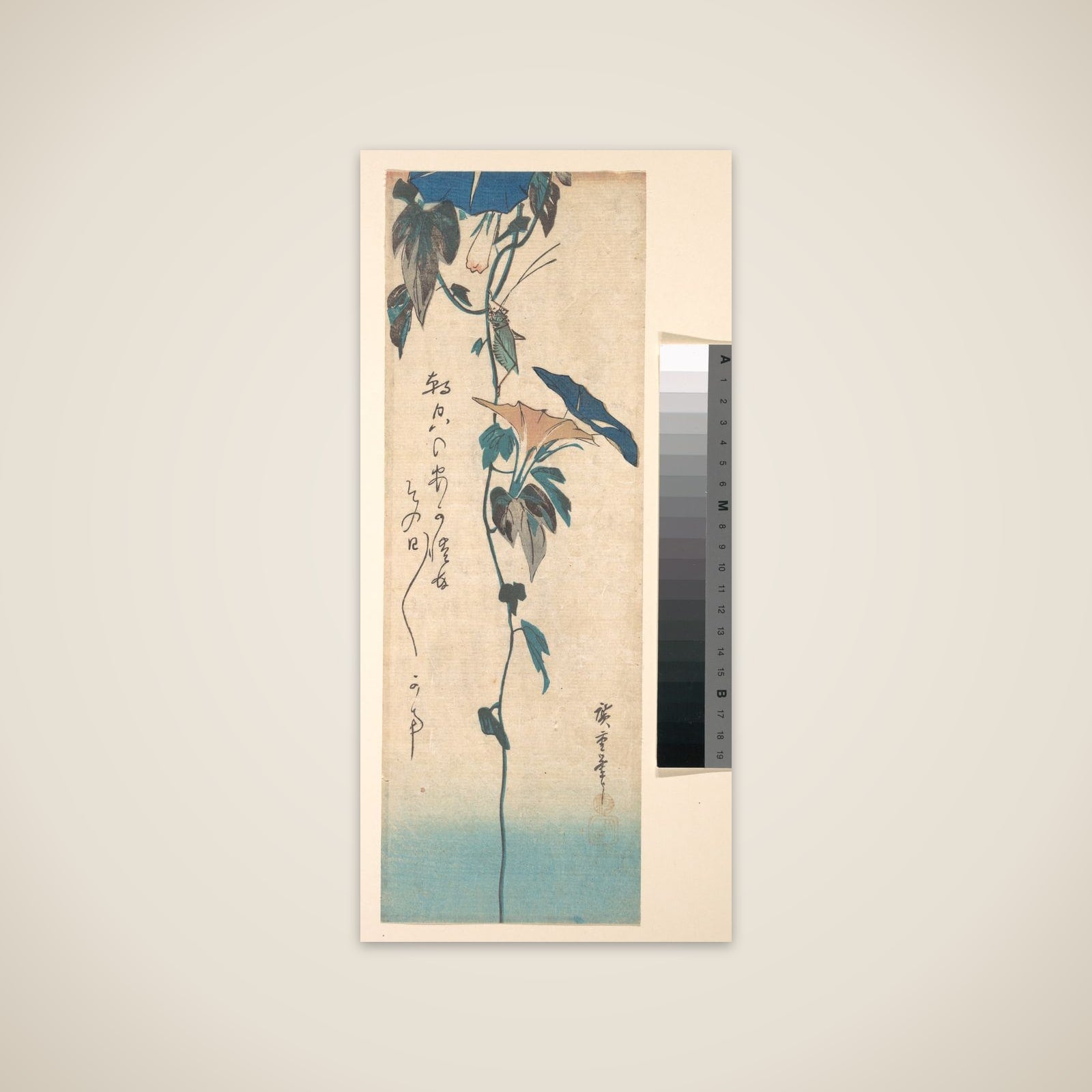 Grasshopper and Morning-glory Vine unframed print