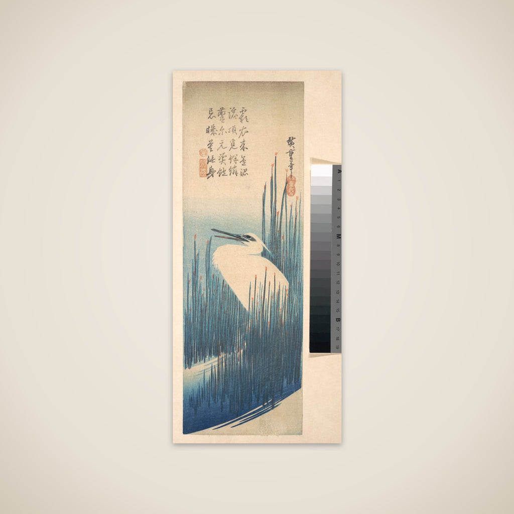 White Heron Standing among Reeds unframed print
