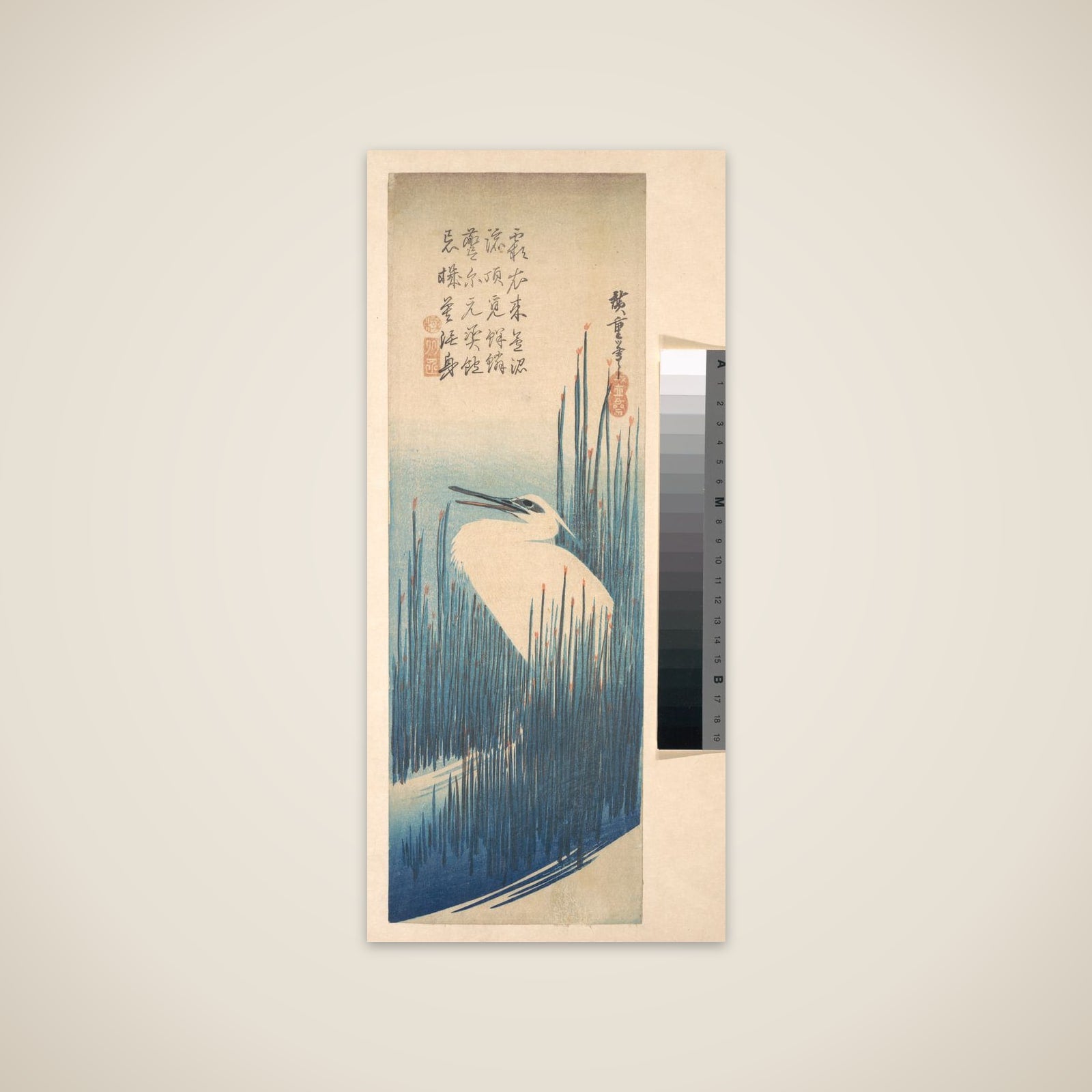White Heron Standing among Reeds unframed print