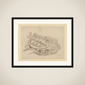 Sea Turtle (Emblem of Longevity) framed
