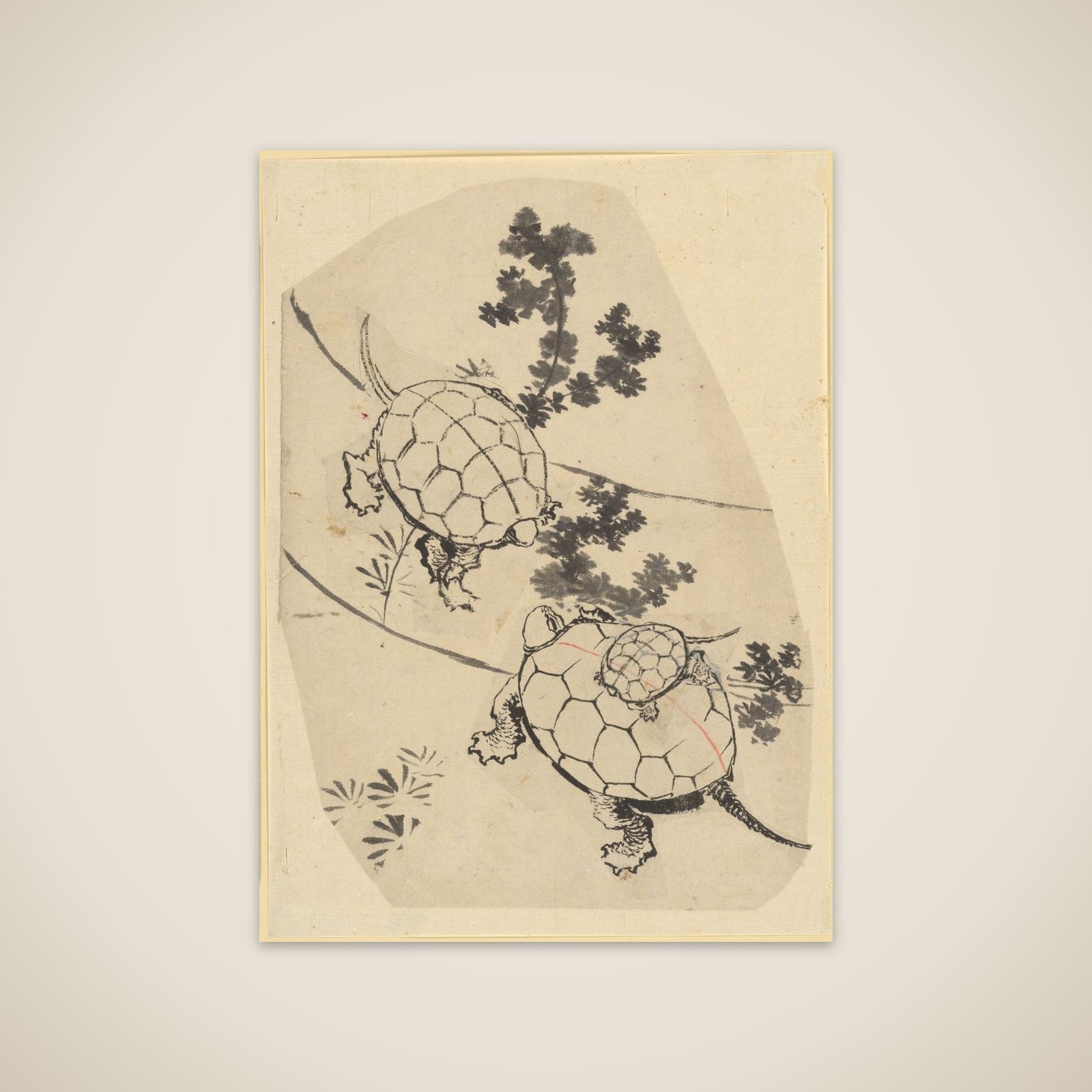 Turtles unframed print