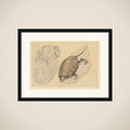 Two Sketches: One of a Turtle, the Other of Two Unidentified Objects framed