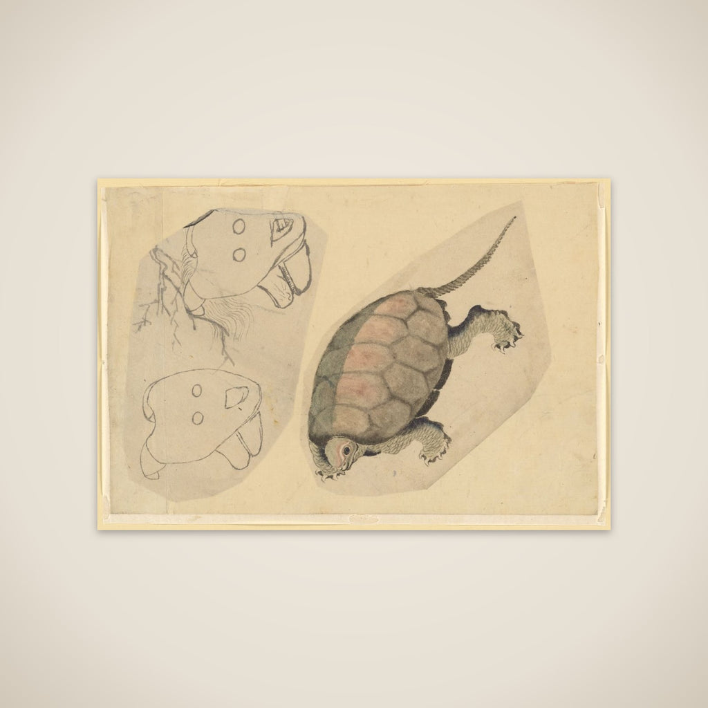 Two Sketches: One of a Turtle, the Other of Two Unidentified Objects unframed print