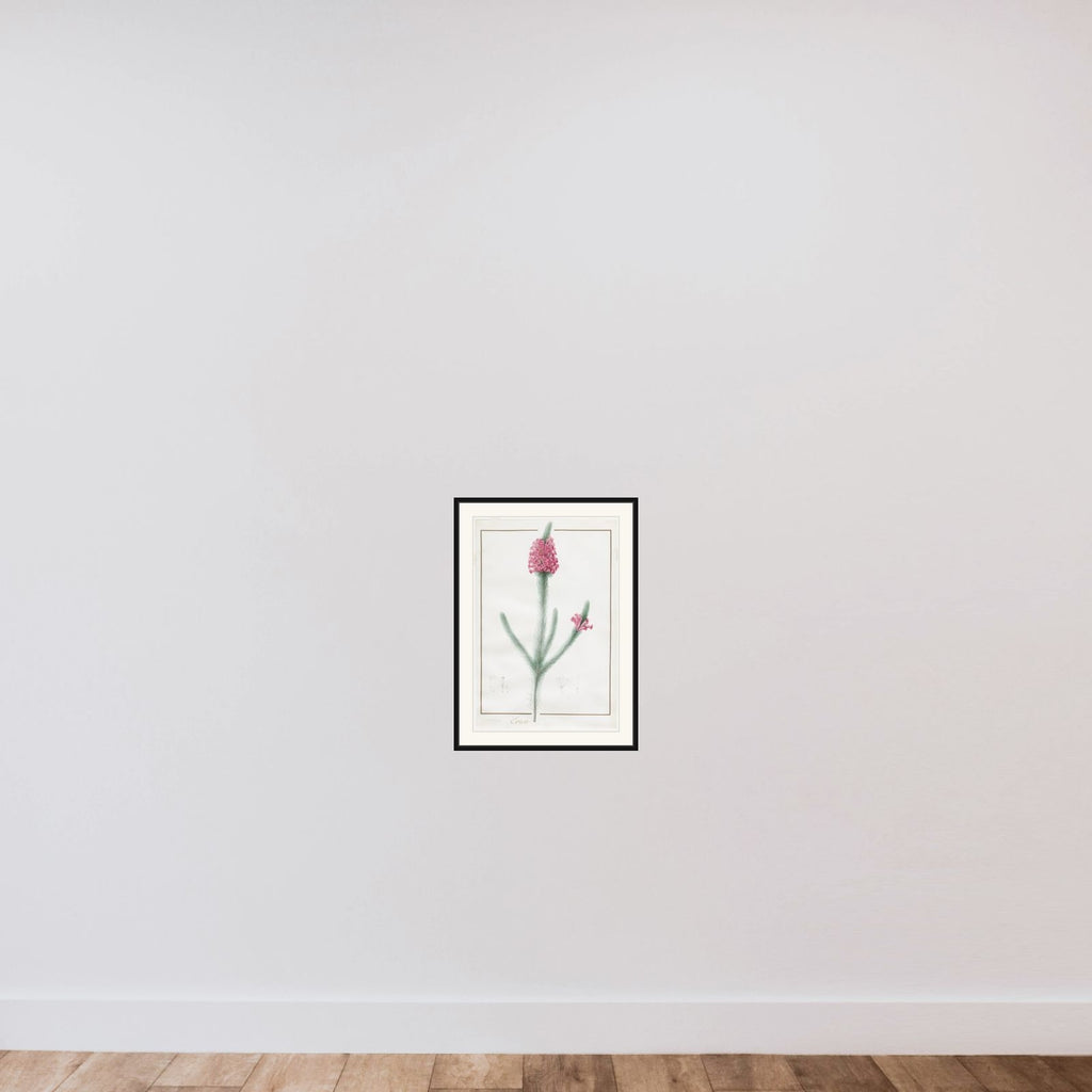 Erica Fulgida framed — shown to scale