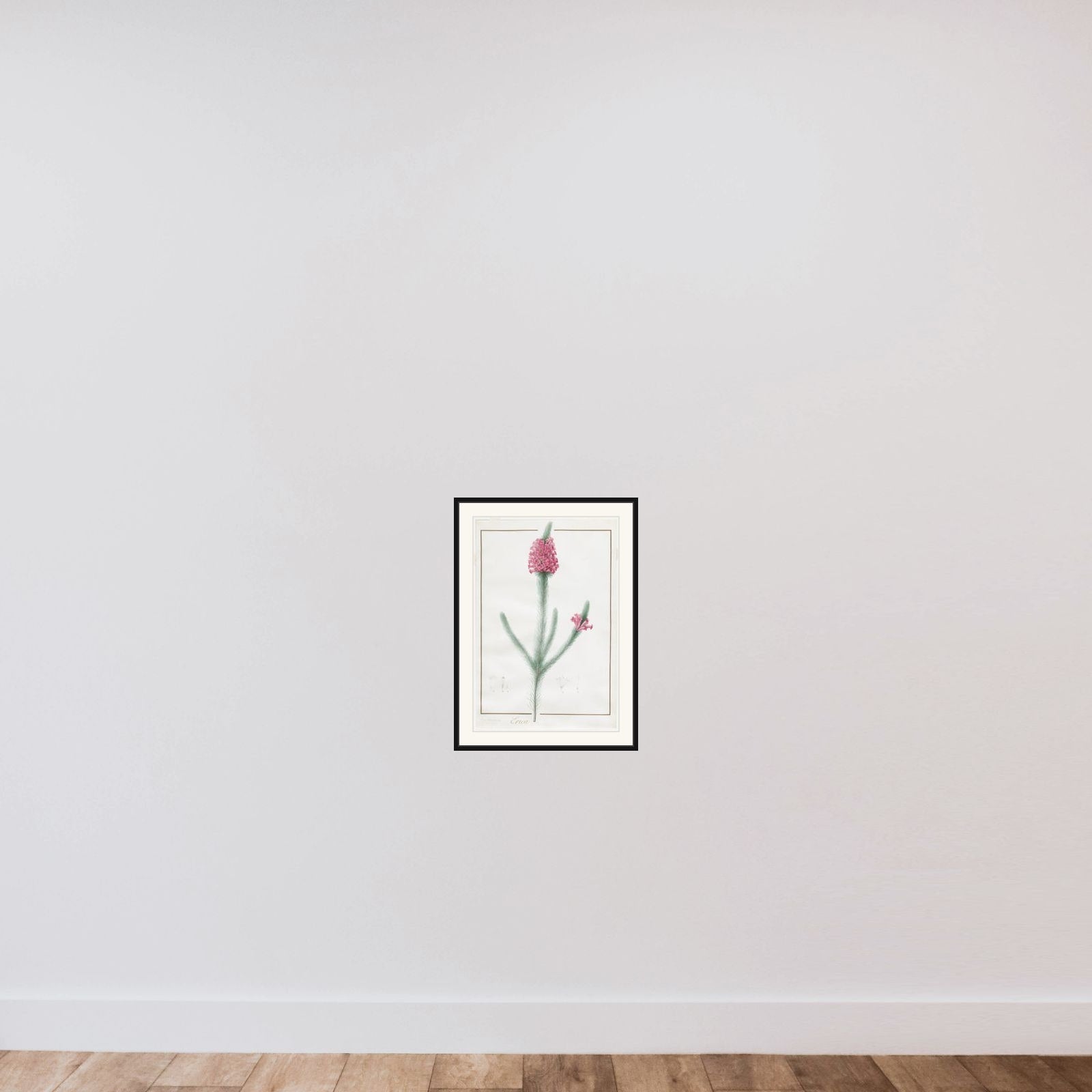 Erica Fulgida framed — shown to scale