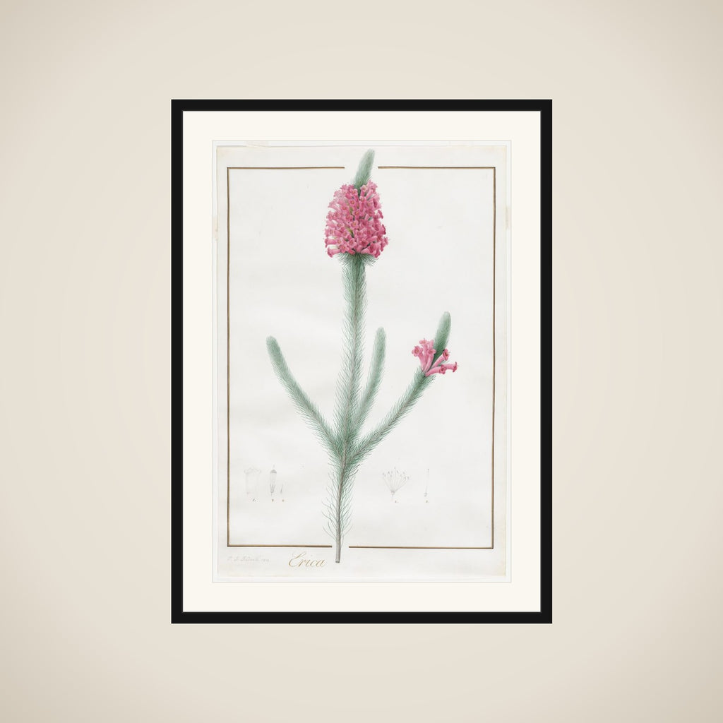 Erica Fulgida framed