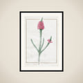Erica Fulgida framed